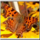 Polygonia C-Album - C-Falter 01.jpg